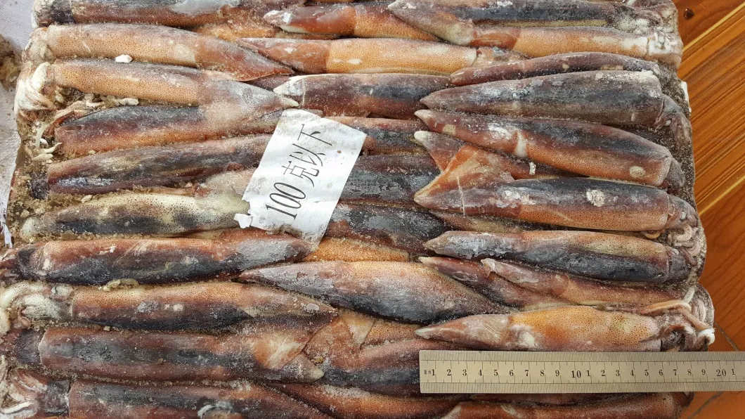 Frozen Illex Squid, Argentina Squid